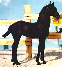 Friesian Foal